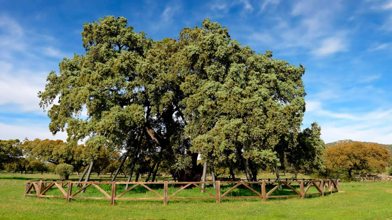 Árboles Singulares Primavera Ruta El Sabor de un Territorio